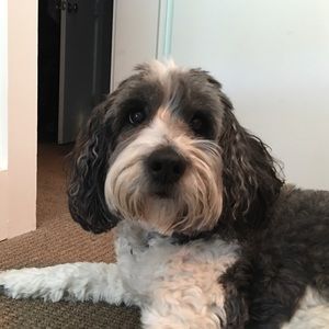 Meet your Posher, Rosanne